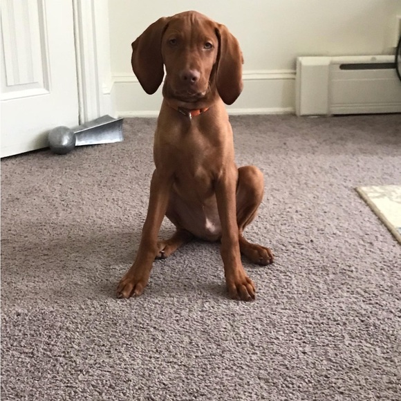 Meet your Posher, Clare - Picture 5 of 7